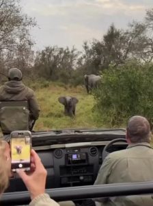 A baby elephant tries to scare off a group of people