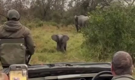 A baby elephant tries to scare off a group of people