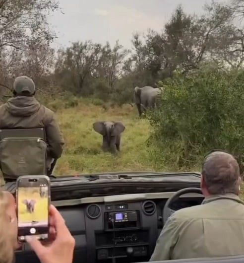 A baby elephant tries to scare off a group of people
