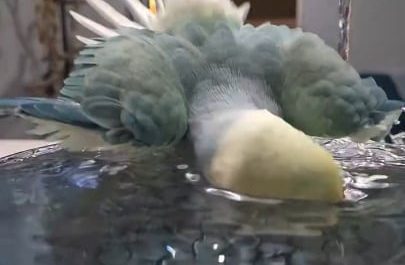 A bird enjoying the shower without getting wet