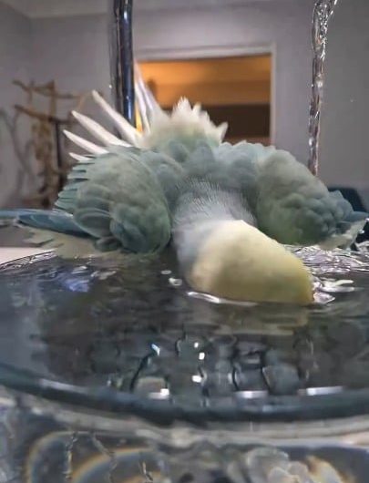 A bird enjoying the shower without getting wet