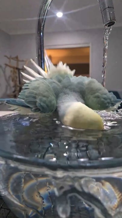 A bird enjoying the shower without getting wet