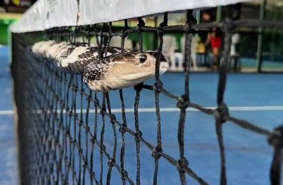 A calm chinese cobra cruising through the net