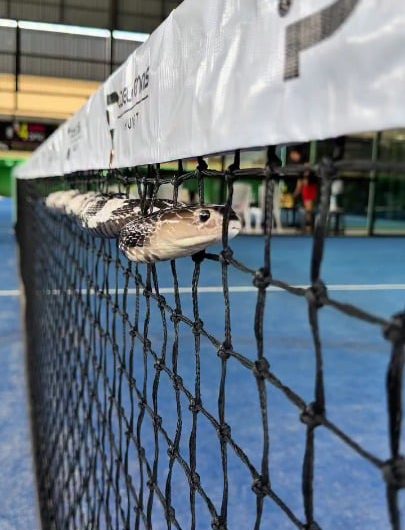 A calm chinese cobra (naja atra) cruising through the net