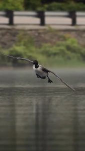 A common loon coming in for a smooth landing.