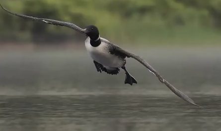 A common loon coming in for a smooth landing.