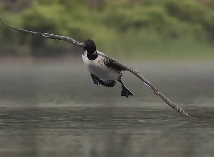 A common loon coming in for a smooth landing.