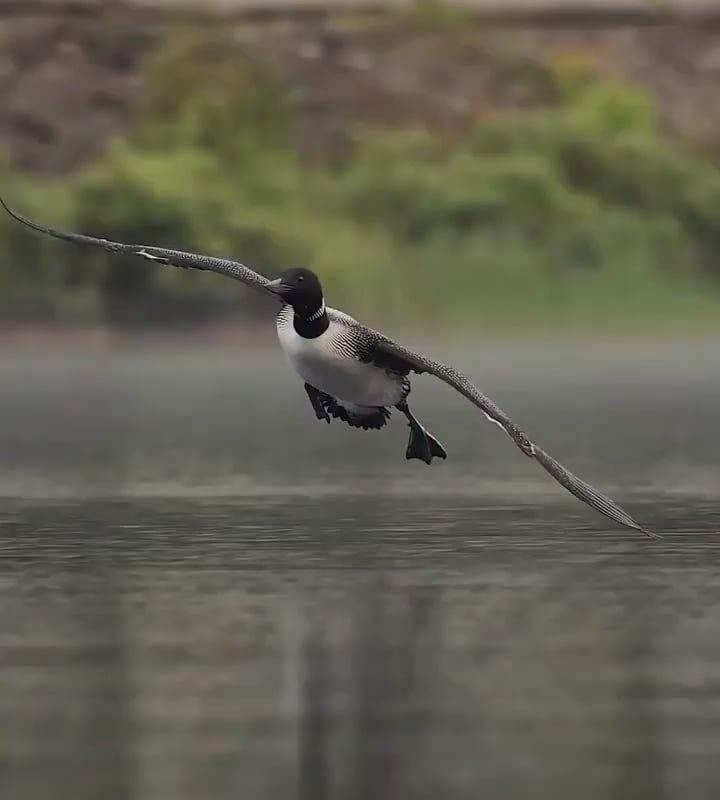 A common loon coming in for a smooth landing.