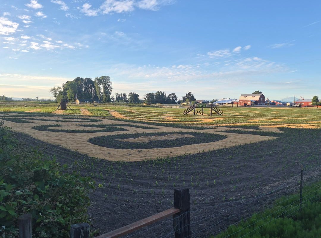 A corn maze before corn grows in.