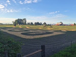 A corn maze before corn grows in.