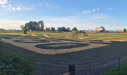 A corn maze before corn grows in.