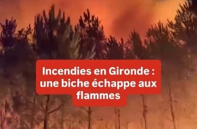 A doe narrowly escapes a wildfire in Gironde, France