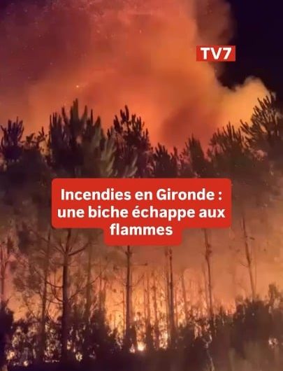 A doe narrowly escapes a wildfire in Gironde, France