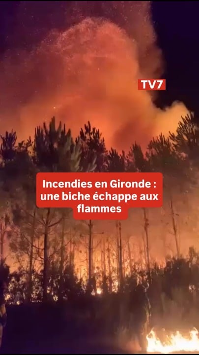 A doe narrowly escapes a wildfire in Gironde, France