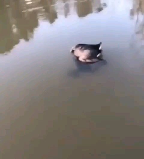 A frog catches a bird, but it is saved.