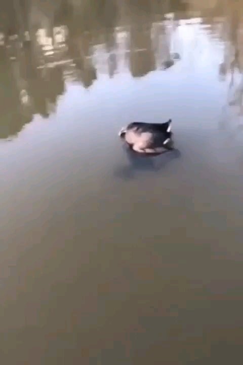 *