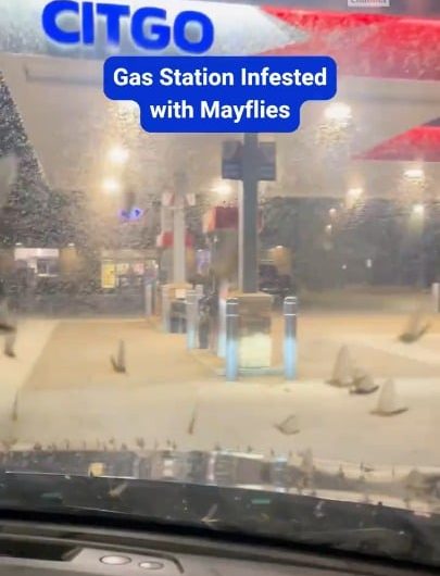 A gas station in Toledo, Ohio completely blanketed by a massive swarm of Mayflies