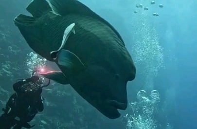 A giant Napoleon fish calmly cruising past scuba divers