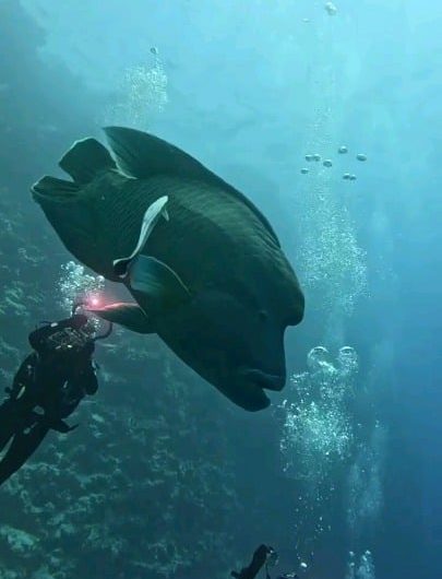 A giant Napoleon fish calmly cruising past scuba divers