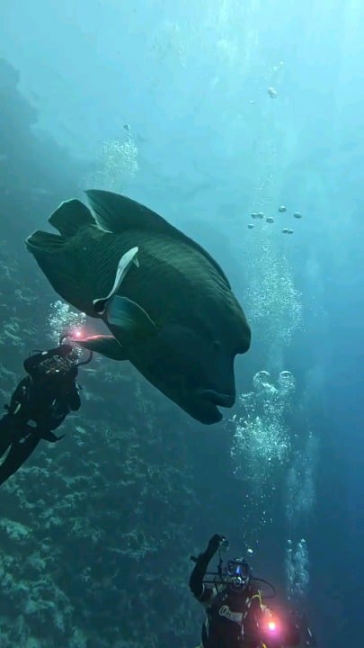 A giant Napoleon fish calmly cruising past scuba divers