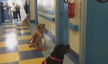 A group of therapy dogs waiting to start their shift at a children’s hospital.