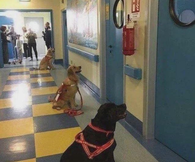 A group of therapy dogs waiting to start their shift at a children’s hospital.