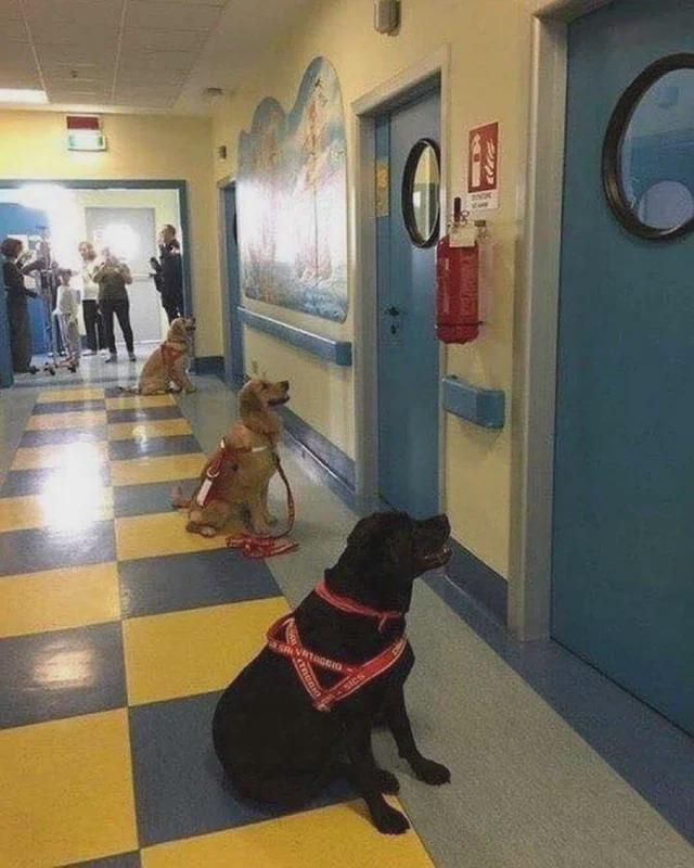 A group of therapy dogs waiting to start their shift at a children’s hospital.