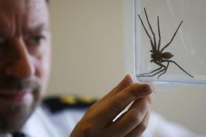 A huntsman spider found in Australia has been crowned the fastest spider in the world that moves at almost 3.6 metres per second
⁠