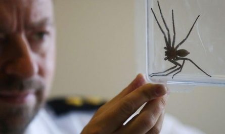A huntsman spider found in Australia has been crowned the fastest spider in the world that moves at almost 3.6 metres per second
⁠