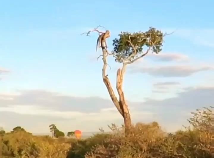 A leopard watches the sunset, perched high in a tree in the Masai Mara, Kenya.