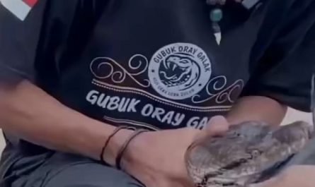 A lot of people think snakes have only 2 teeth(fangs) which is incorrect