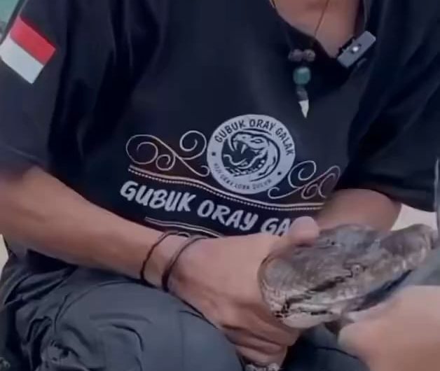 A lot of people think snakes have only 2 teeth(fangs) which is incorrect