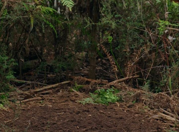 A lyrebird rehearsing his courtship display.