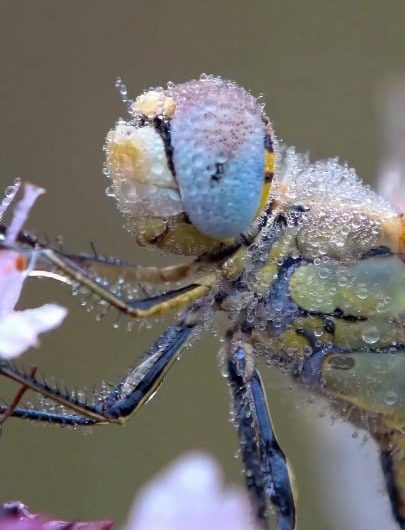 A macro close-up of a dragonfly’s compound eyes covered in morning dew