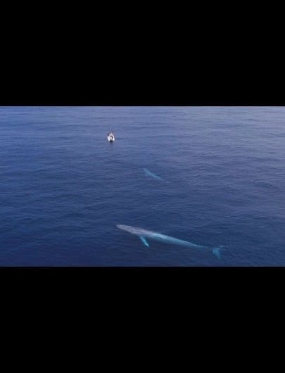 A mama whale leaves her baby near a boat she feels comfortable with, a behavior known as ‘parking’