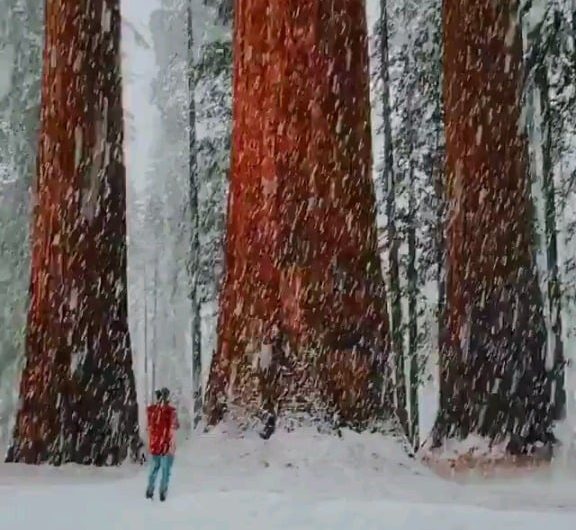 A mature Giant Sequoia can use 2000 liters of water every day during the summer. That’s why snowy winters are fundamental: with adequate water they can live over 3,000 years