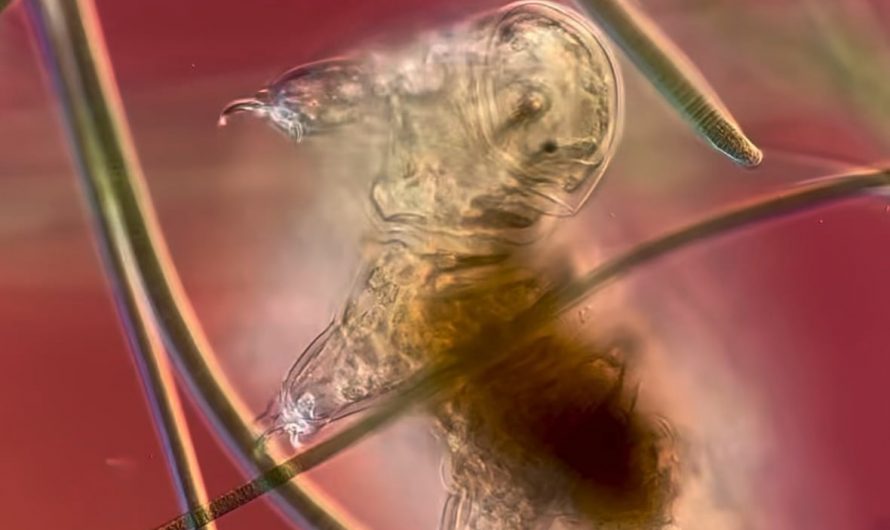 A microscopic view of a tardigrade
