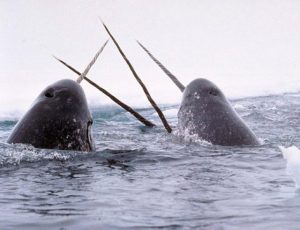 A narwhal tusk is actually an elongated canine tooth that pierces horizontally through the upper lip of the whale.