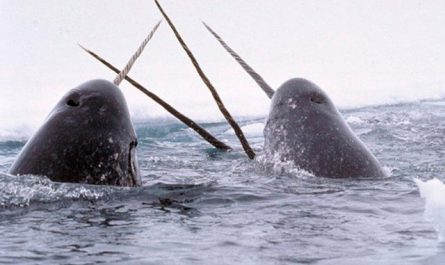 A narwhal tusk is actually an elongated canine tooth that pierces horizontally through the upper lip of the whale.