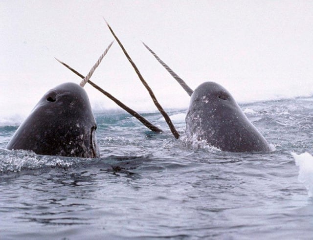 A narwhal tusk is actually an elongated canine tooth that pierces horizontally through the upper lip of the whale.