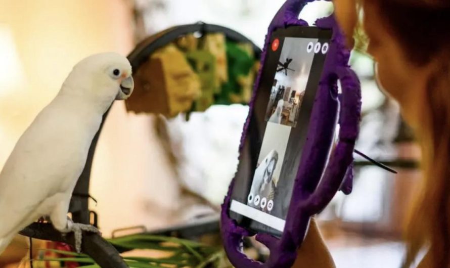 “A new study has found that video calling could help lonely pet parrots. With the help from scientists, the birds were given a choice of friends to video call. The team found that after the video calls, the parrots started to show more social behaviours like singing and play.”