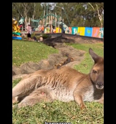 A newborn kangaroo joey is smaller than a gummy bear and must climb into the pouch entirely on its own.