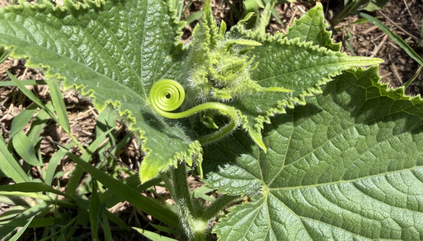 A perfect little tendril on my cucumber plant!