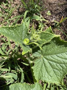 A perfect little tendril on my cucumber plant!