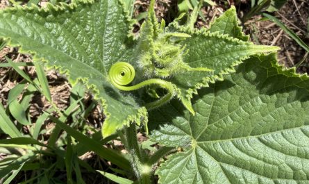 A perfect little tendril on my cucumber plant!