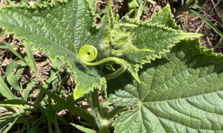 A perfect little tendril on my cucumber plant!