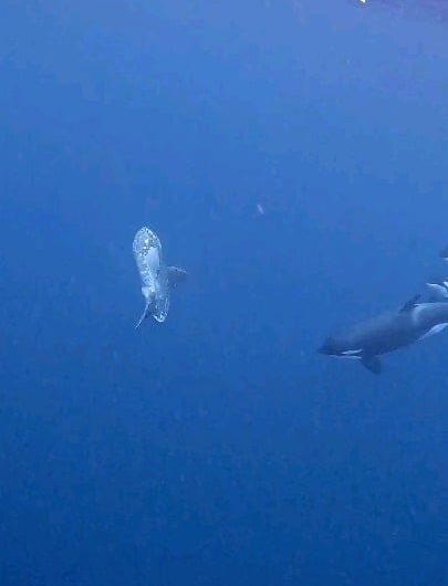 A pure nature moment: orcas hunting a large sunfish (mola mola).