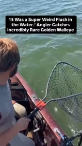 A rare Golden Walleye caught by Ethan Bear