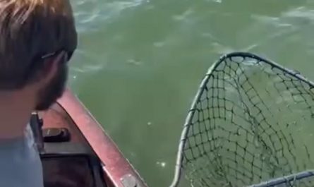 A rare Golden Walleye caught by Ethan Bear