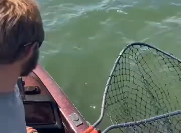 A rare Golden Walleye caught by Ethan Bear